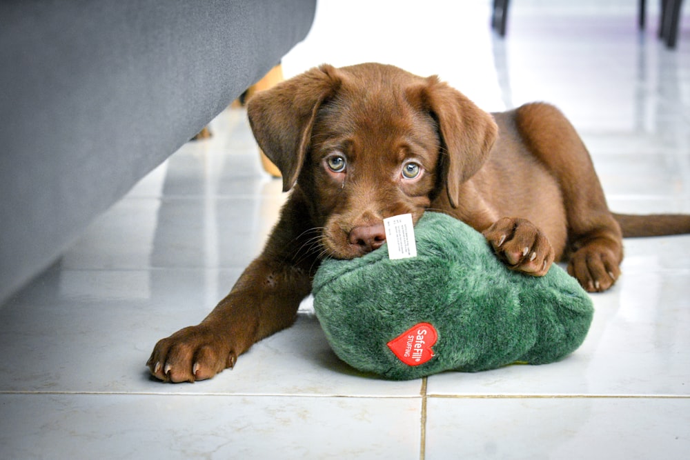 brown short coated puppy lying on green textile