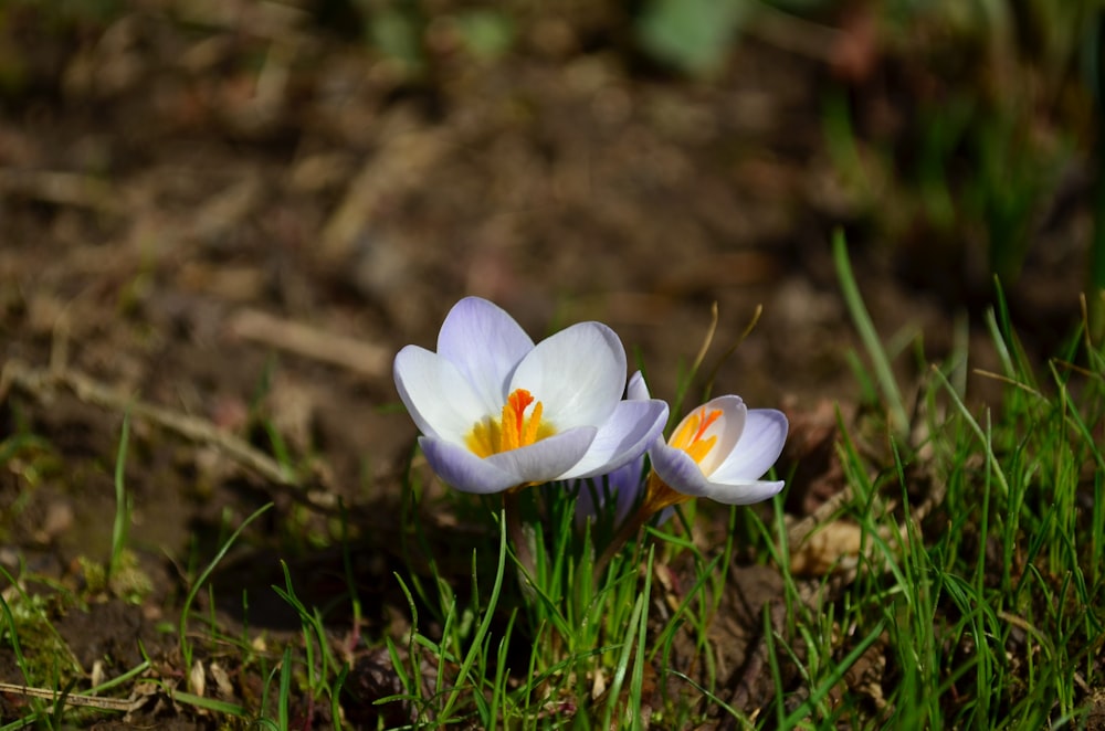 white crocus flower in bloom during daytime