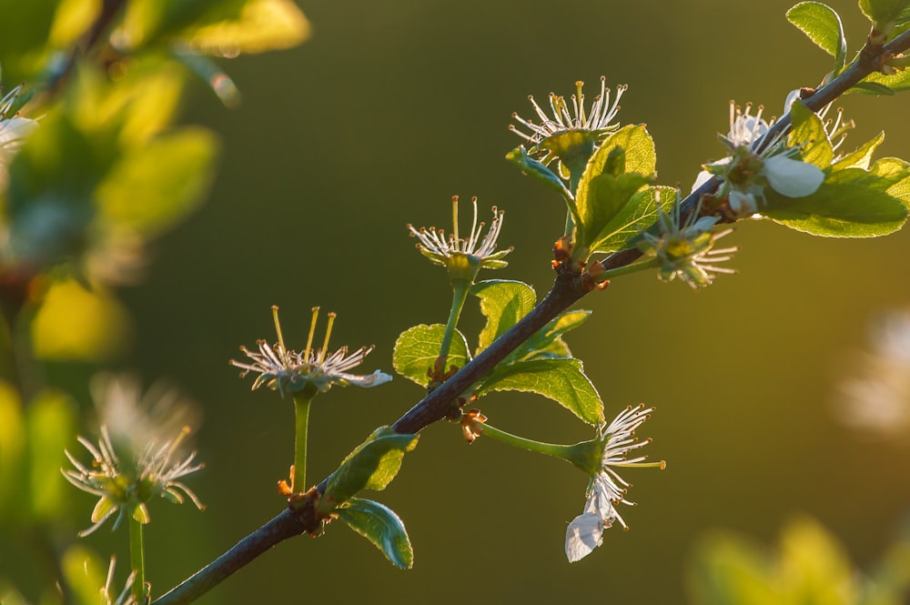 green and yellow flower buds