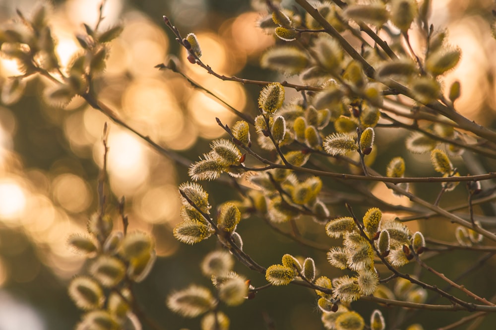 green and brown plant during daytime