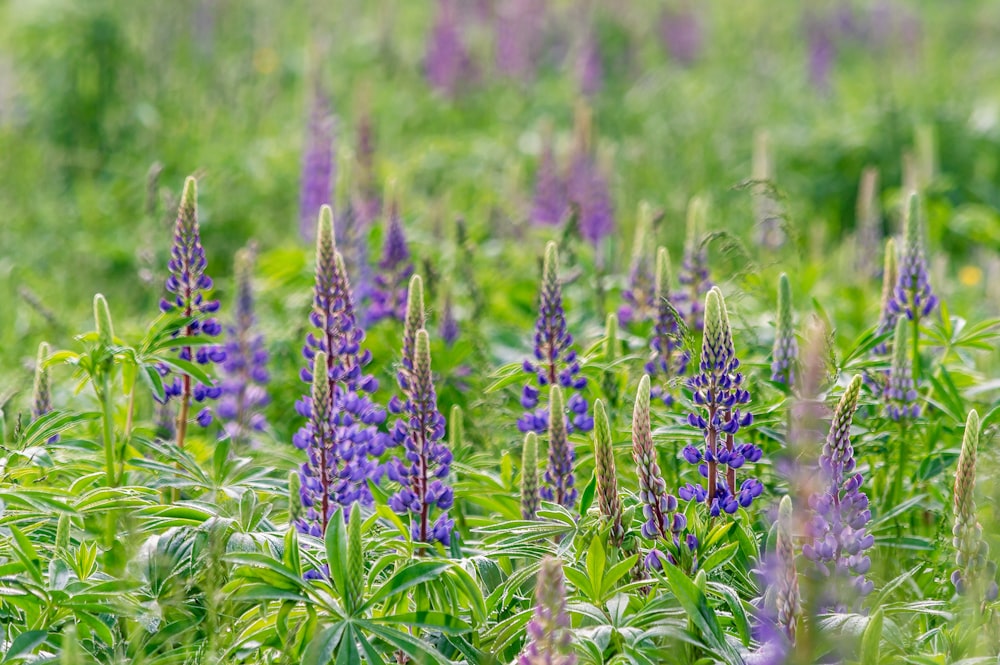 purple flower field during daytime