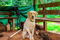 A light-colored dog is sitting on a dirt floor between wooden benches and logs with a backdrop of trees and greenery. There is a green tarp covering part of the background and some miscellaneous objects like poles and containers scattered around.