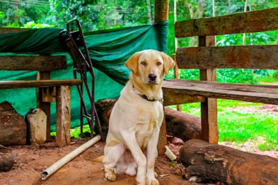 A light-colored dog is sitting on a dirt floor between wooden benches and logs with a backdrop of trees and greenery. There is a green tarp covering part of the background and some miscellaneous objects like poles and containers scattered around.