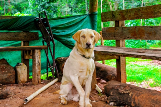 A light-colored dog is sitting on a dirt floor between wooden benches and logs with a backdrop of trees and greenery. There is a green tarp covering part of the background and some miscellaneous objects like poles and containers scattered around.
