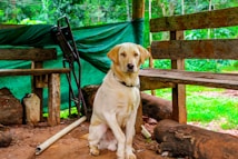 A light-colored dog is sitting on a dirt floor between wooden benches and logs with a backdrop of trees and greenery. There is a green tarp covering part of the background and some miscellaneous objects like poles and containers scattered around.