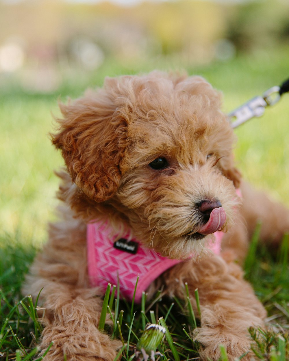 brown long coated small dog