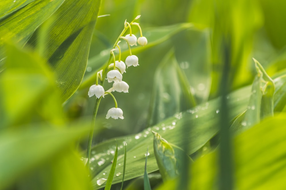 flor blanca con gotas de agua