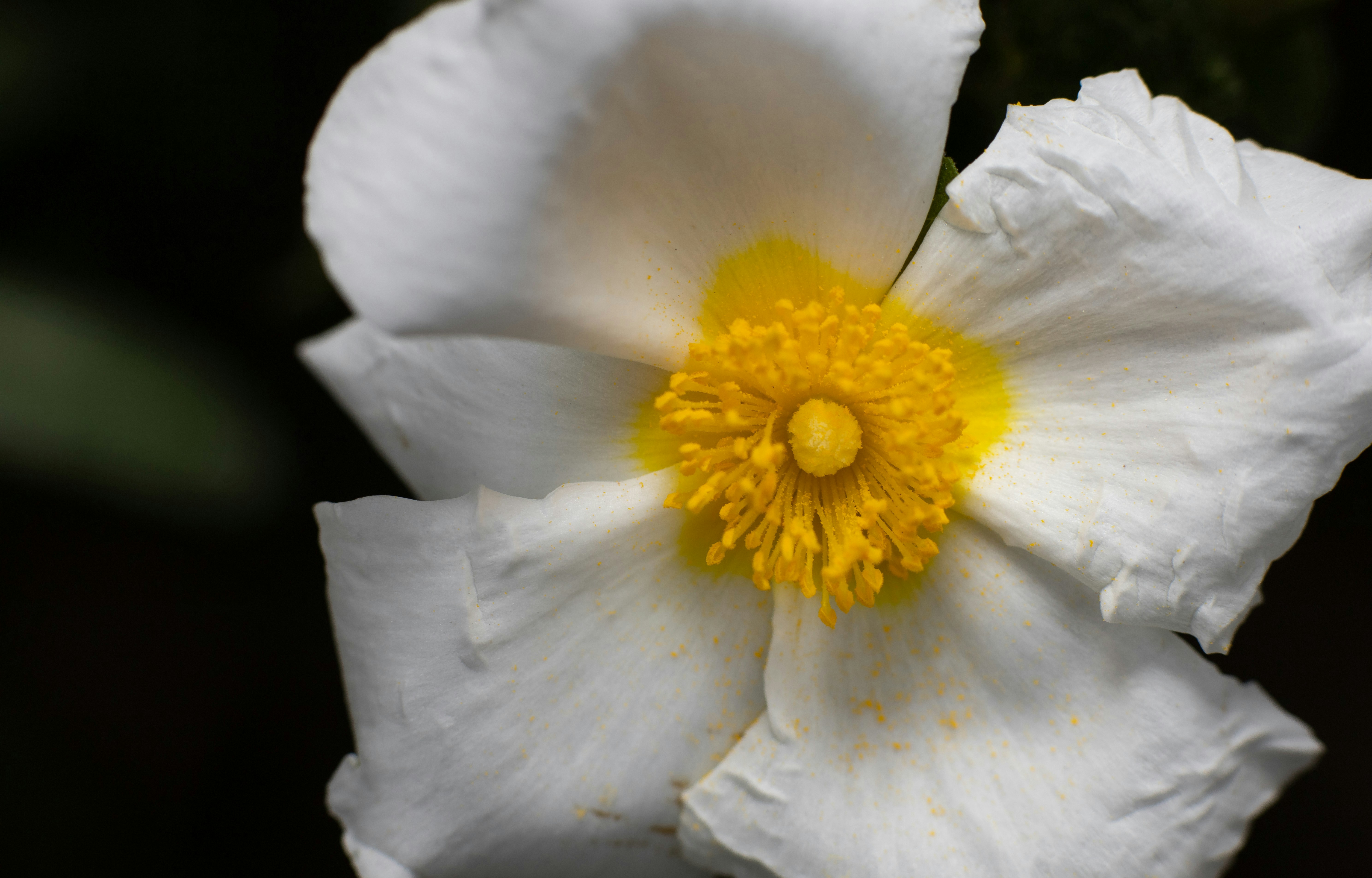 Photo by victor_vector