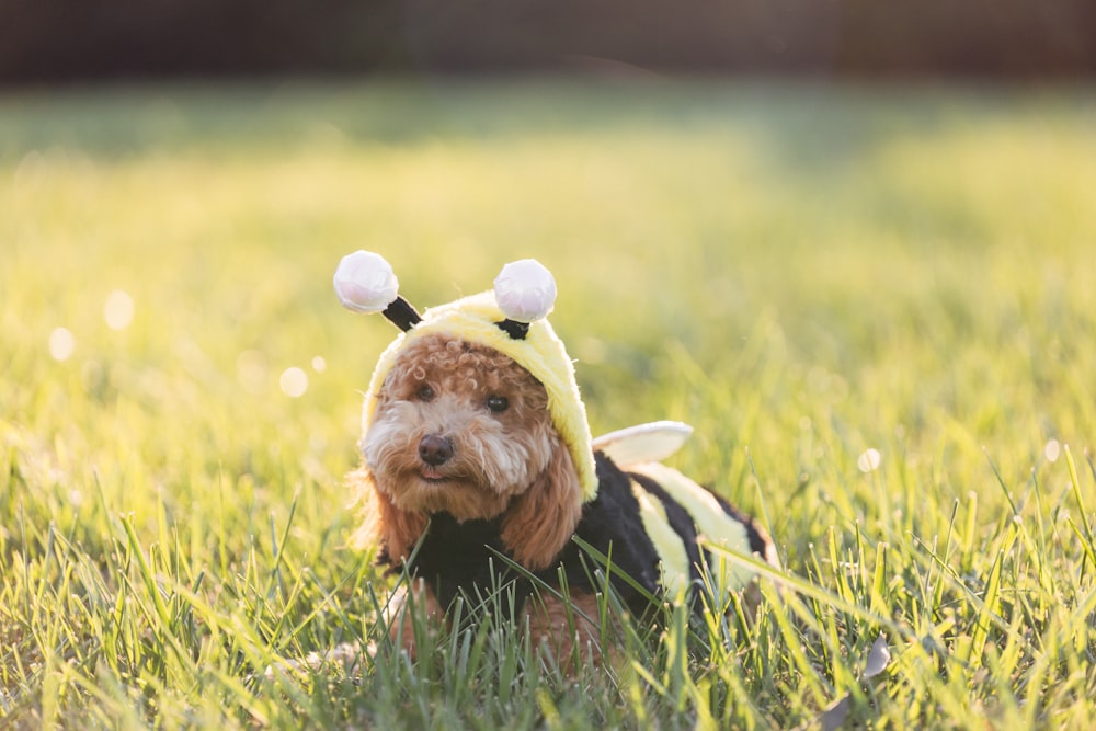 petit chien brun et noir à poil long sur un champ d’herbe verte pendant la journée