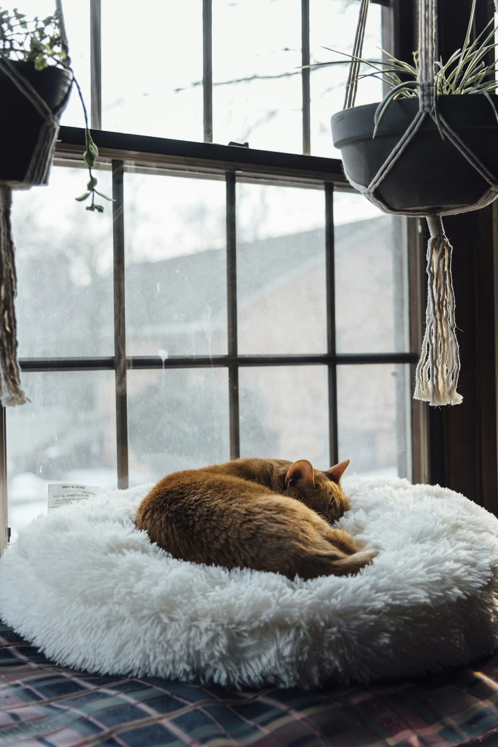 gato tabby laranja deitado no têxtil branco