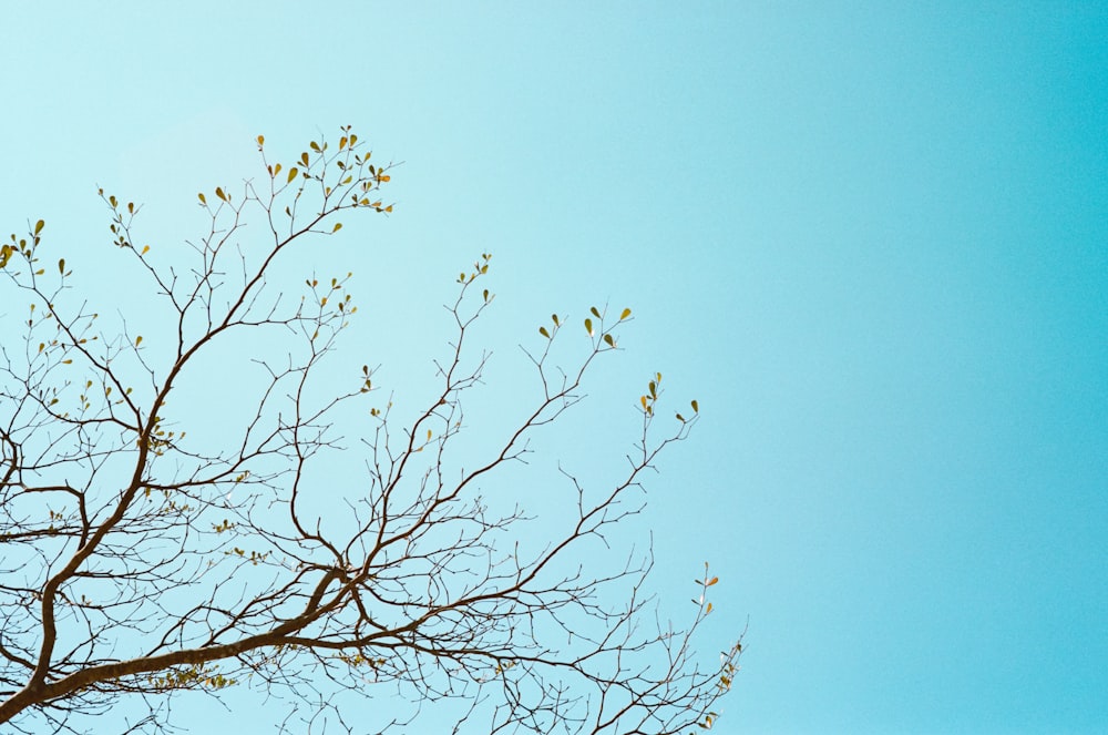 brown leafless tree under blue sky during daytime