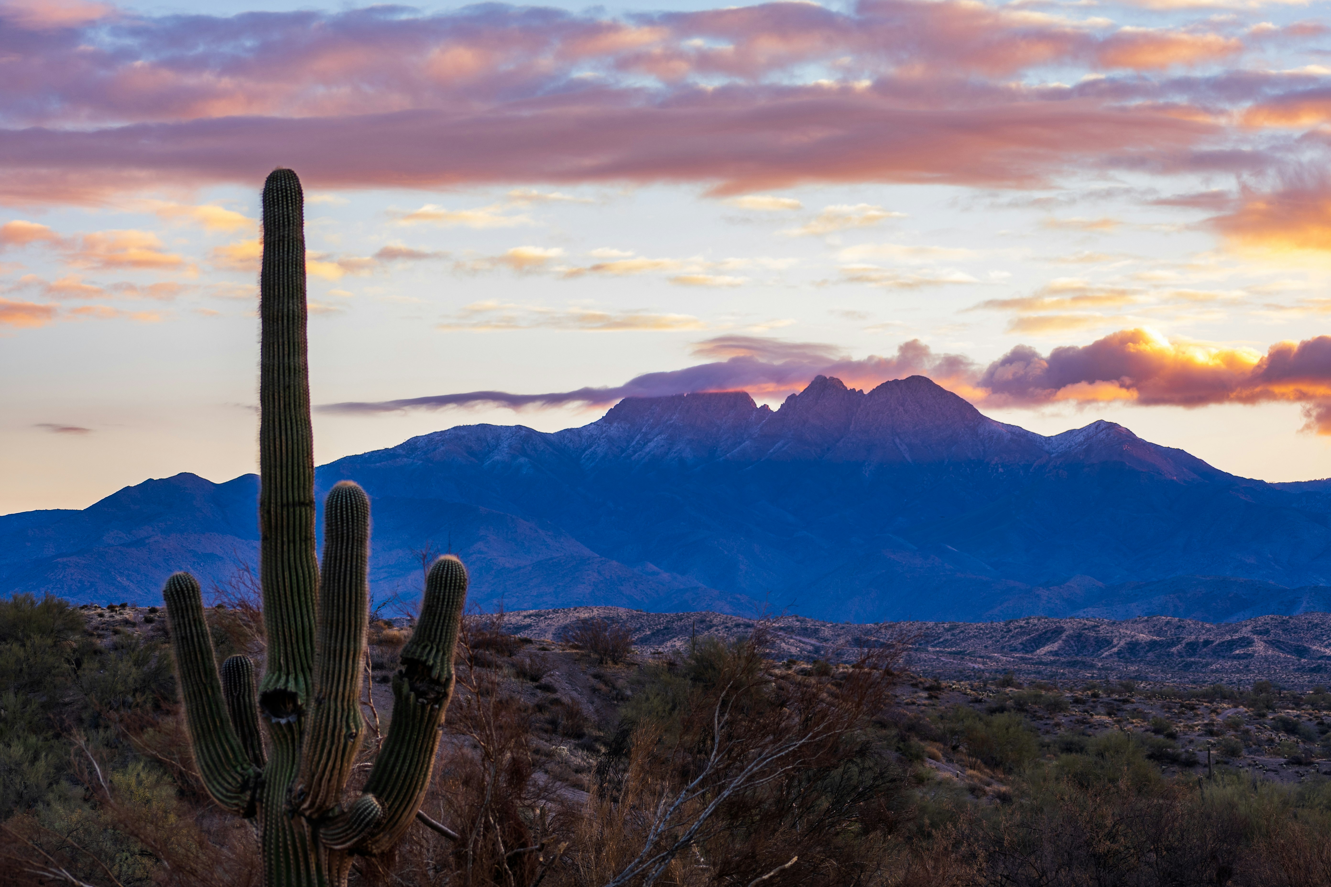 brown cactus near mountain during daytime