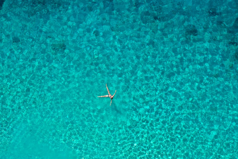 brown and black dragonfly on blue water