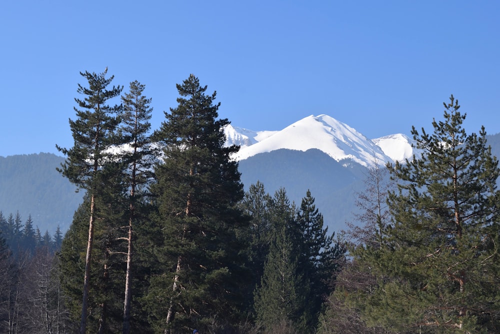 green trees near snow covered mountain during daytime