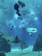 A scuba diver is swimming underwater surrounded by various sea creatures. A large shark is prominently displayed in the foreground, accompanied by a school of yellow fish swimming near a rocky coral formation. Several other fish float nearby under the clear blue water. The scene conveys a sense of calm and exploration in a vibrant aquatic environment.