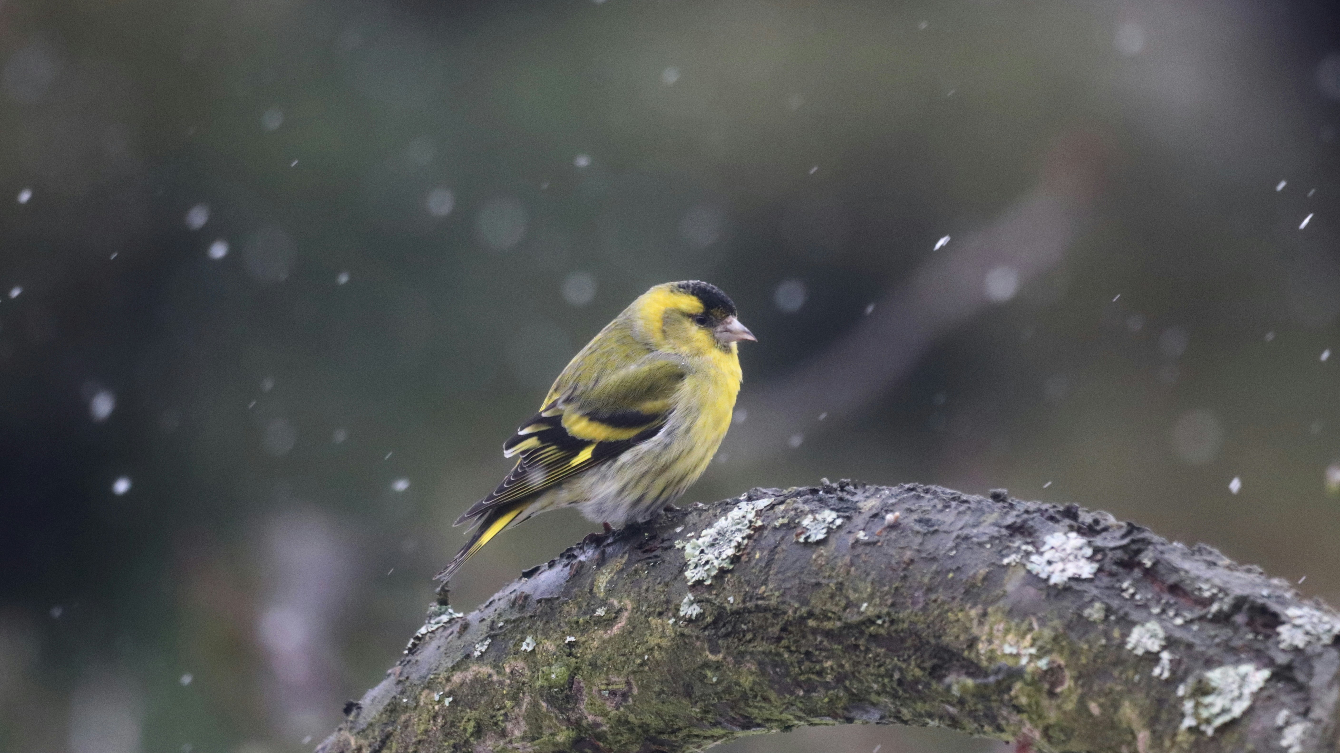 Photo by limosa