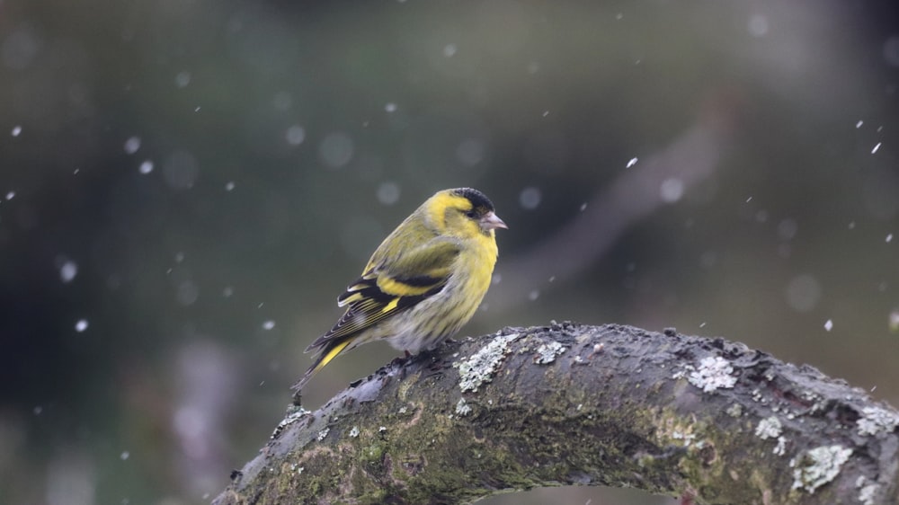 yellow and black bird on tree branch