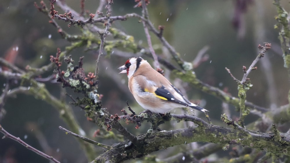 yellow black and white bird on tree branch