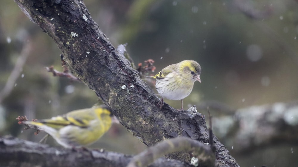 yellow bird on brown tree branch