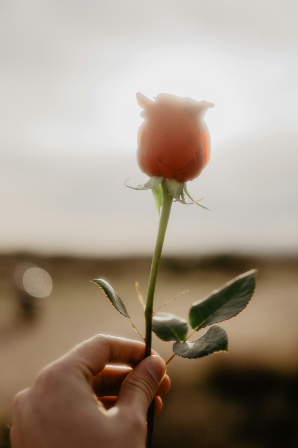 red rose in bloom during daytime