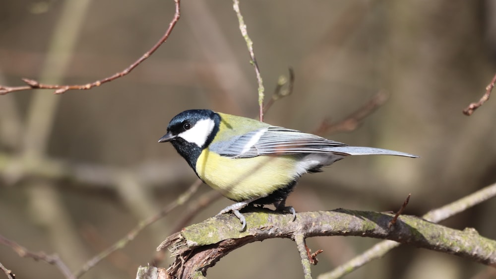 yellow black and white bird on brown tree branch