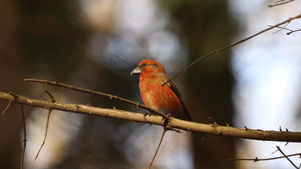 red cardinal perched on brown tree branch