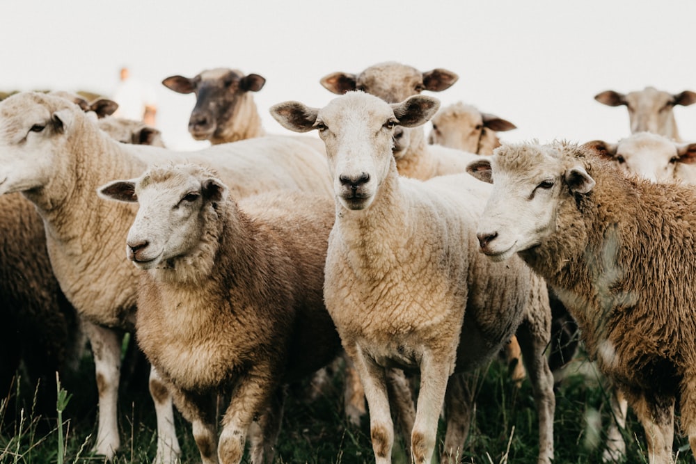 herd of sheep on green grass field during daytime