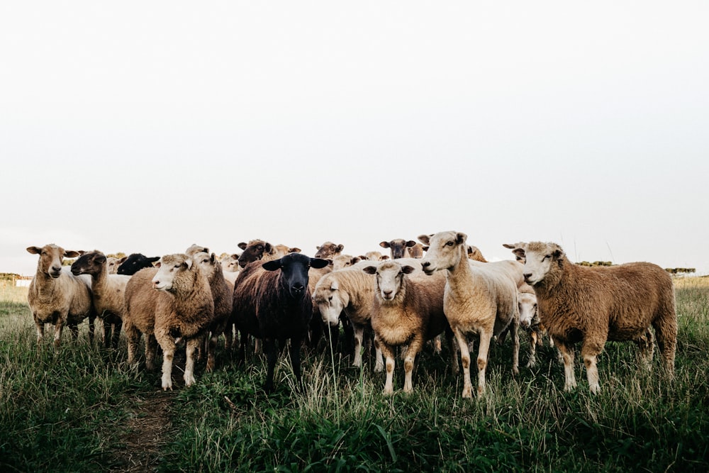 herd of sheep on green grass field during daytime