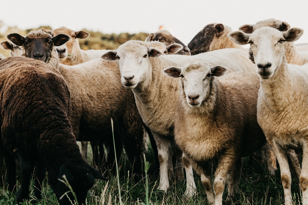 herd of sheep on green grass field during daytime