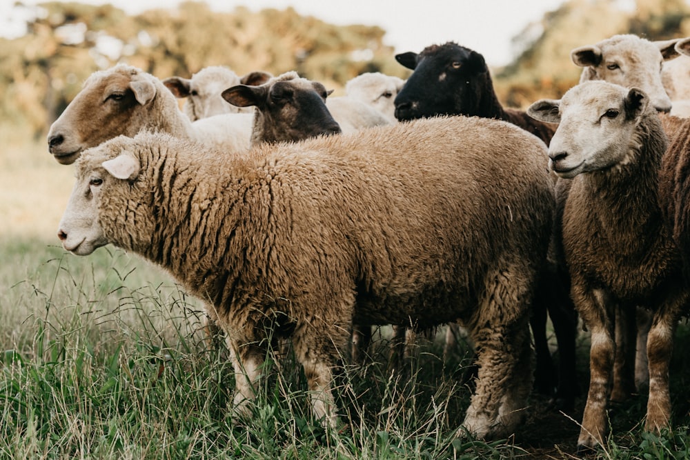 herd of sheep on green grass field during daytime