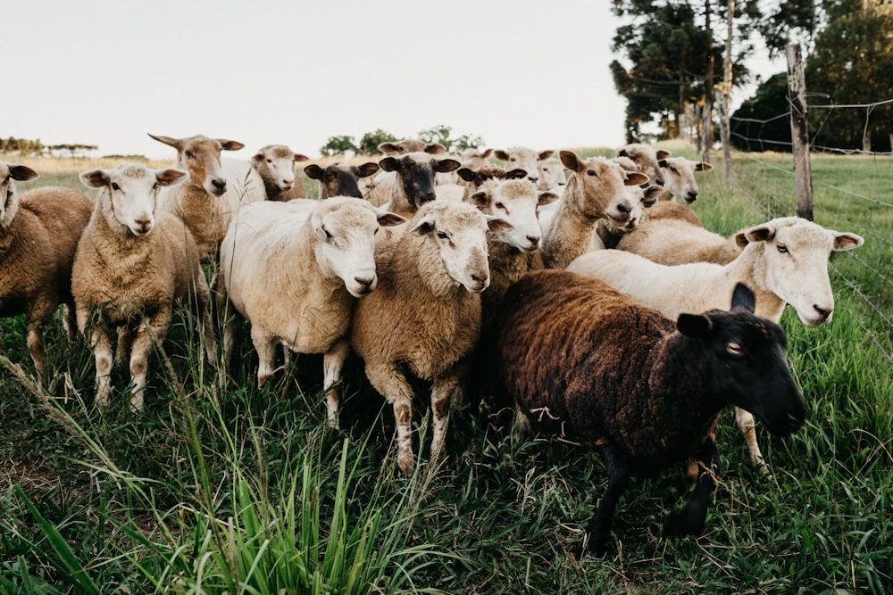 Le pecore al pascolo