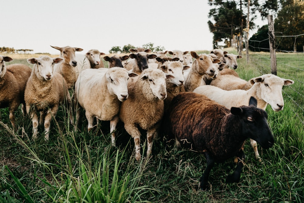 rebaño de ovejas en campo de hierba verde durante el día