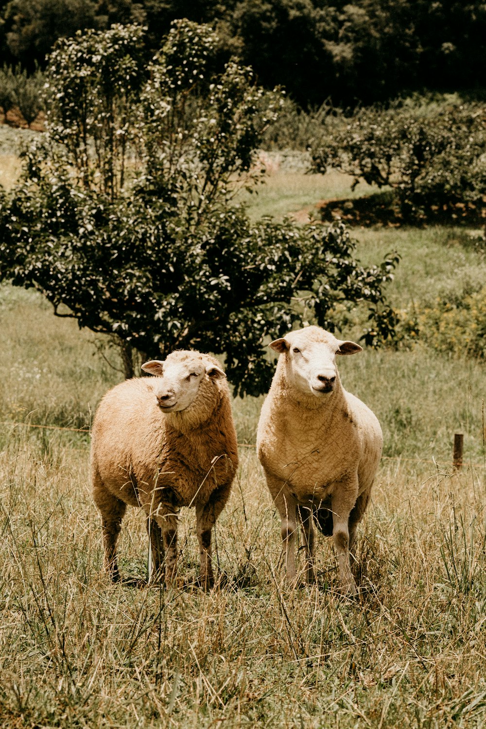 three sheep on grass field during daytime