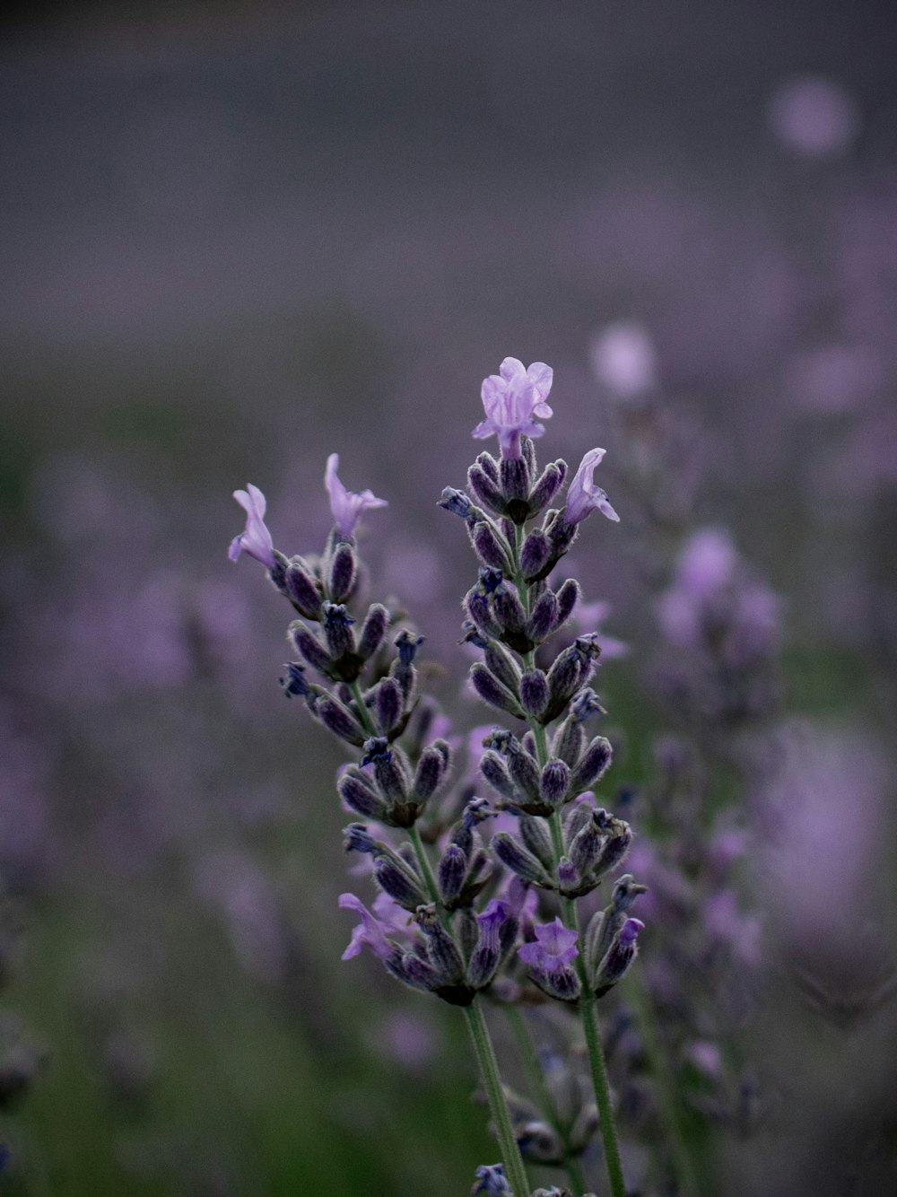 purple flower in tilt shift lens