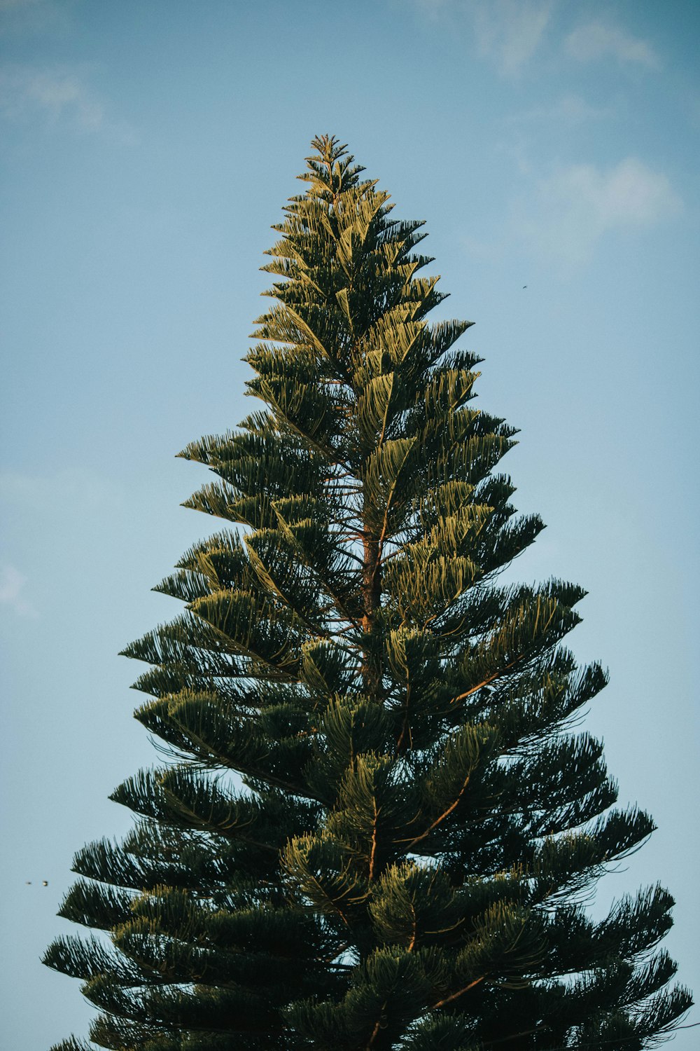 Albero di pino verde sotto cielo bianco