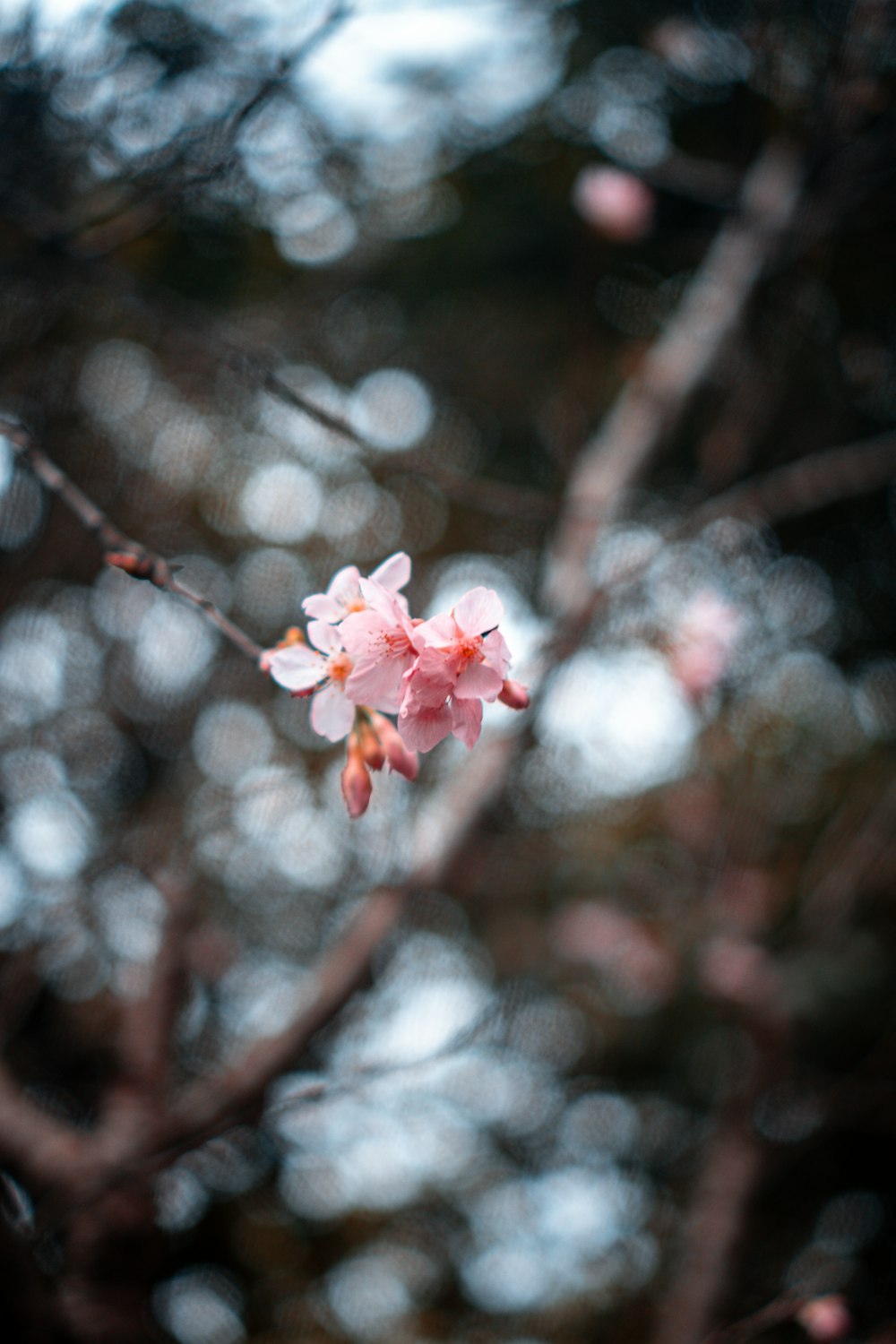 クローズアップ写真のピンクの桜