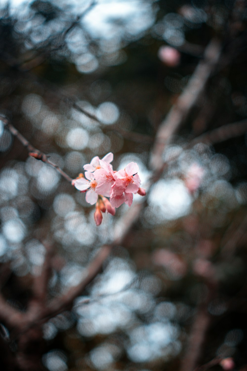 pink cherry blossom in close up photography