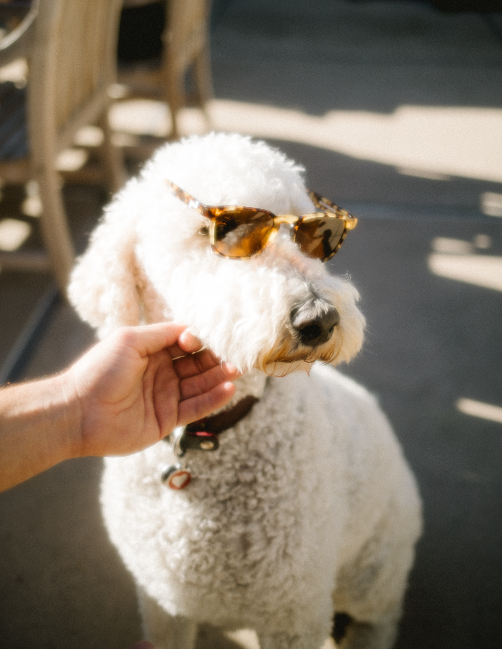 Caniche blanco con cuello de cuero marrón