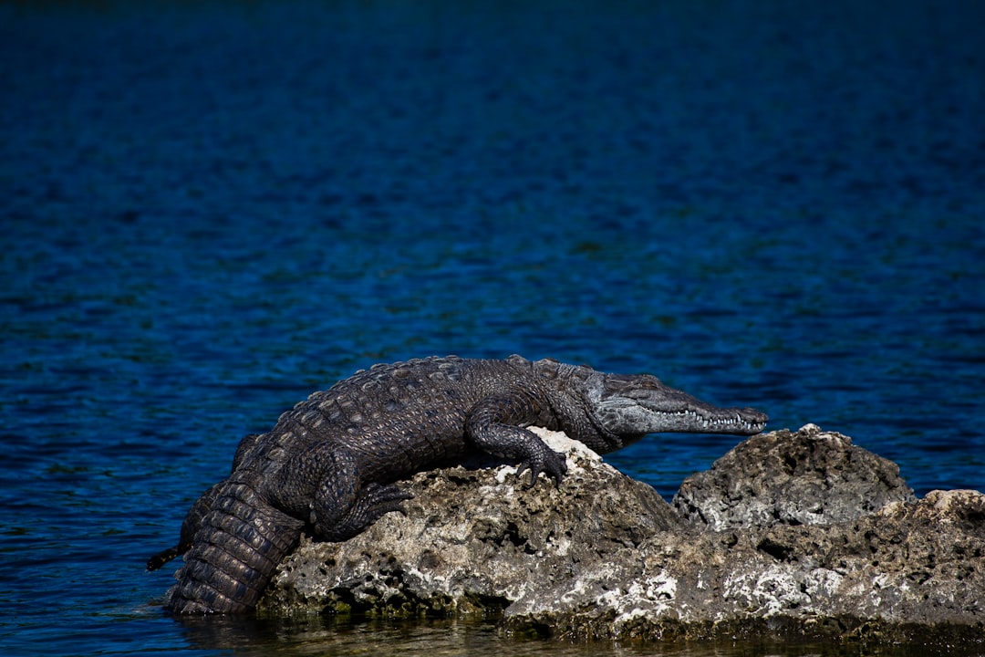 black crocodile on brown rock near body of water during daytime
