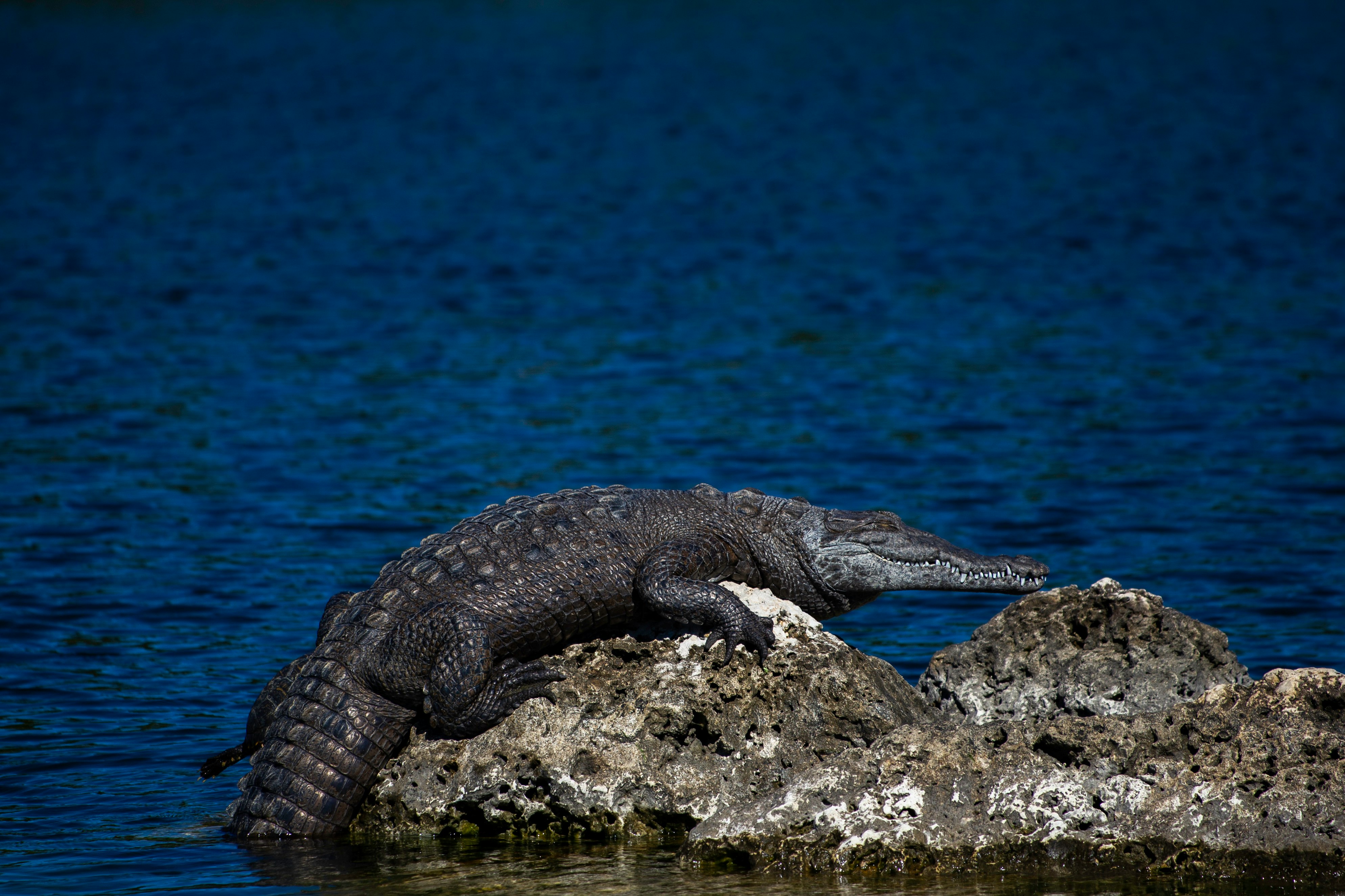 black crocodile on brown rock near body of water during daytime