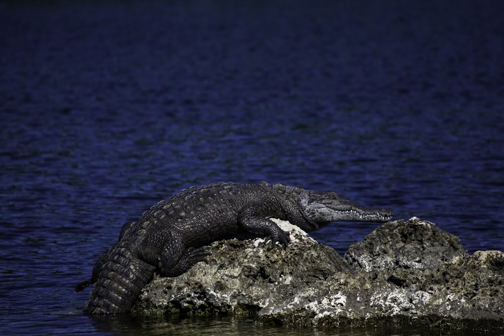 black crocodile on brown rock near body of water during daytime