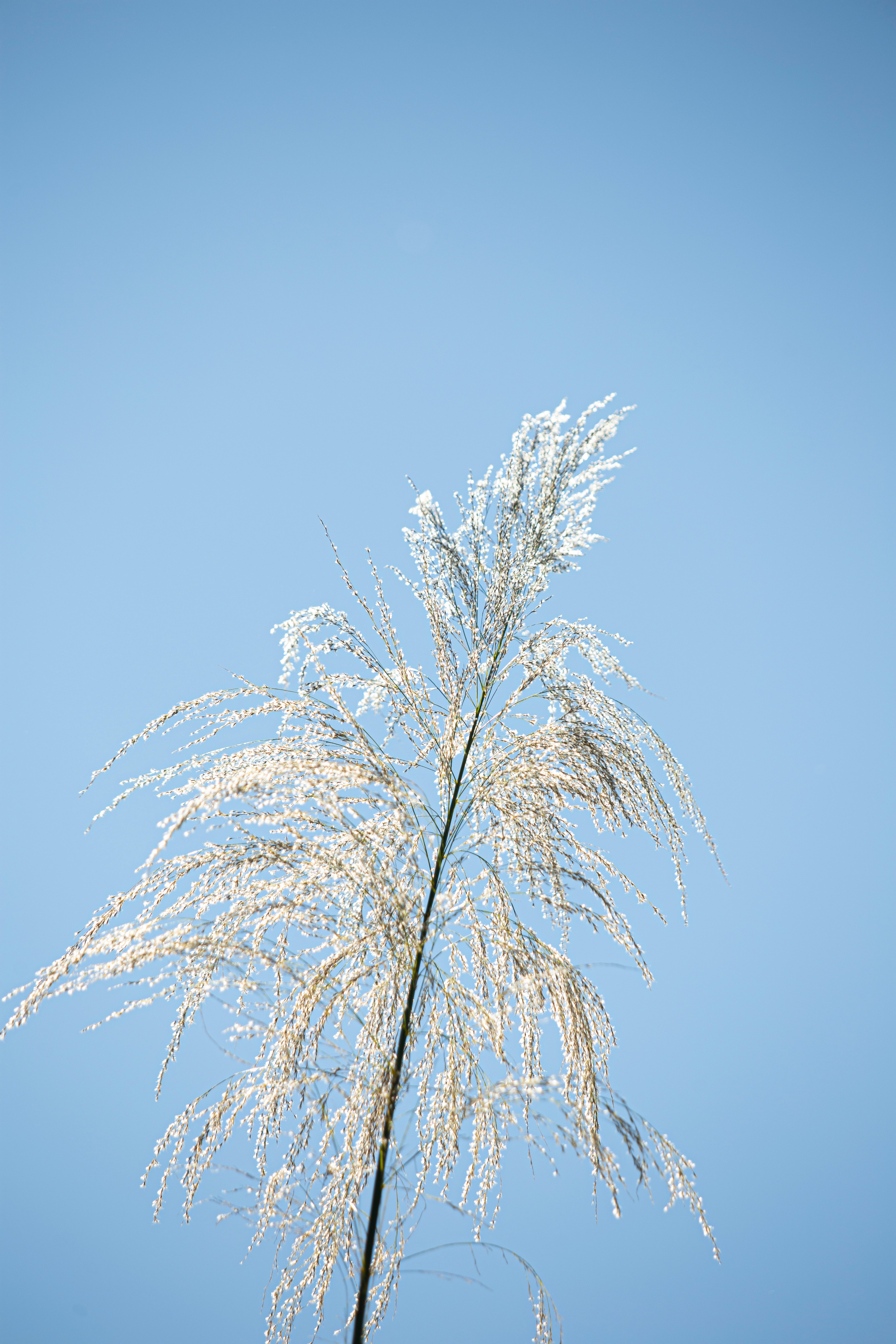 green palm tree under blue sky during daytime