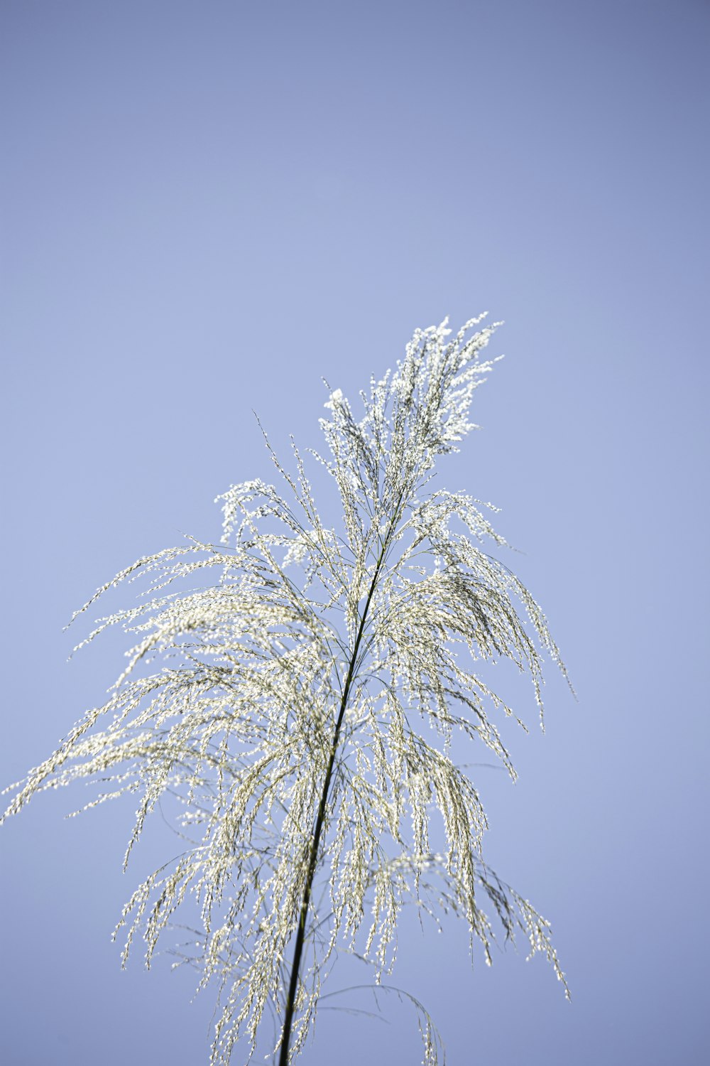 green palm tree under blue sky during daytime