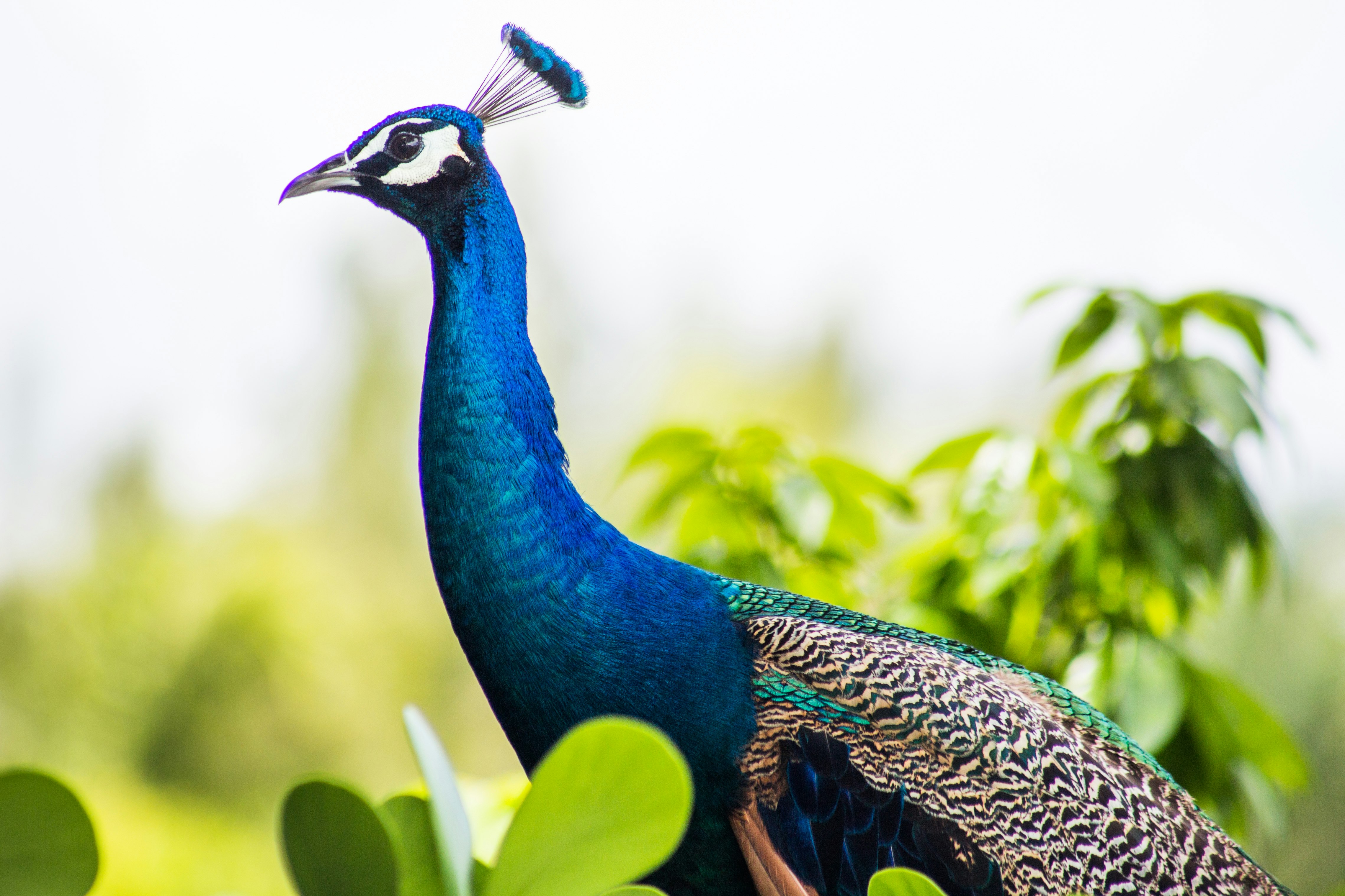 blue peacock in close up photography