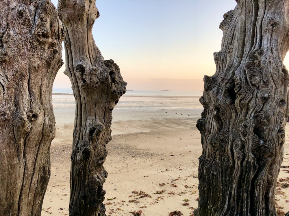 tronc d’arbre brun sur sable brun pendant la journée