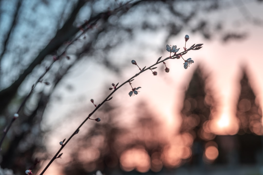 brown tree branch during daytime