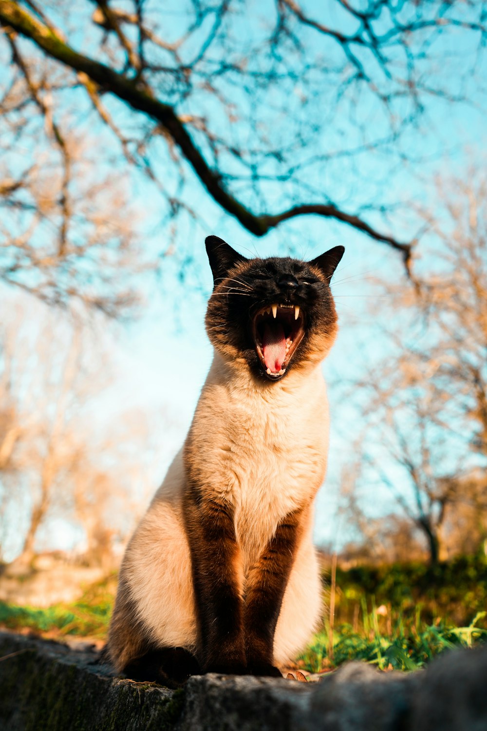 white and black cat on green grass during daytime