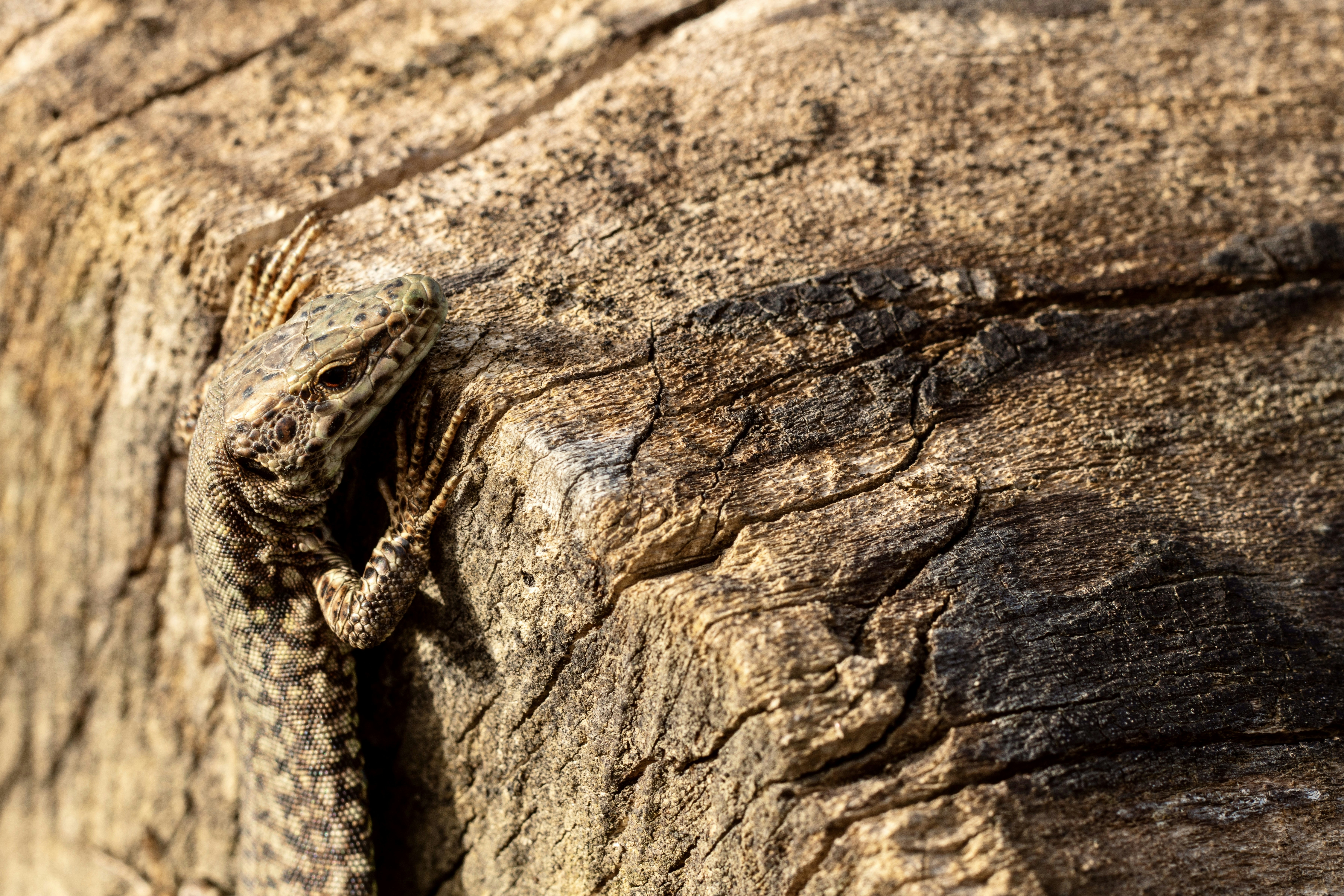 brown lizard on brown wood