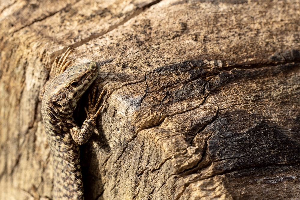 brown lizard on brown wood