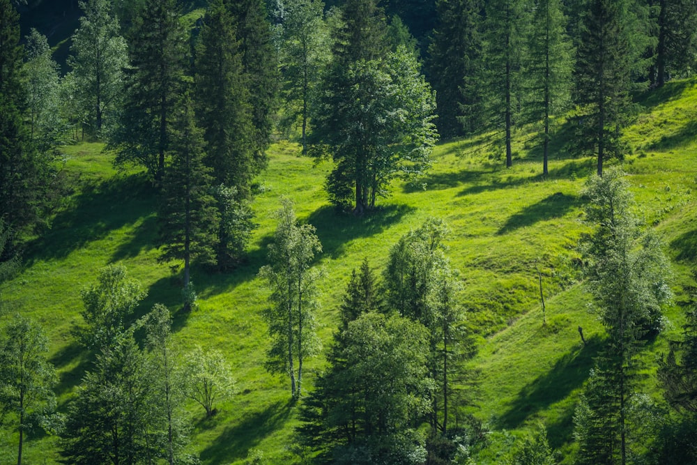 green trees on green grass field during daytime